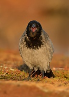 Vrana seda - Corvus cornix - Hooded Crow 4981